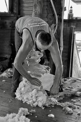 Steam Plains Shearing 022388  © Claire Parks Photography